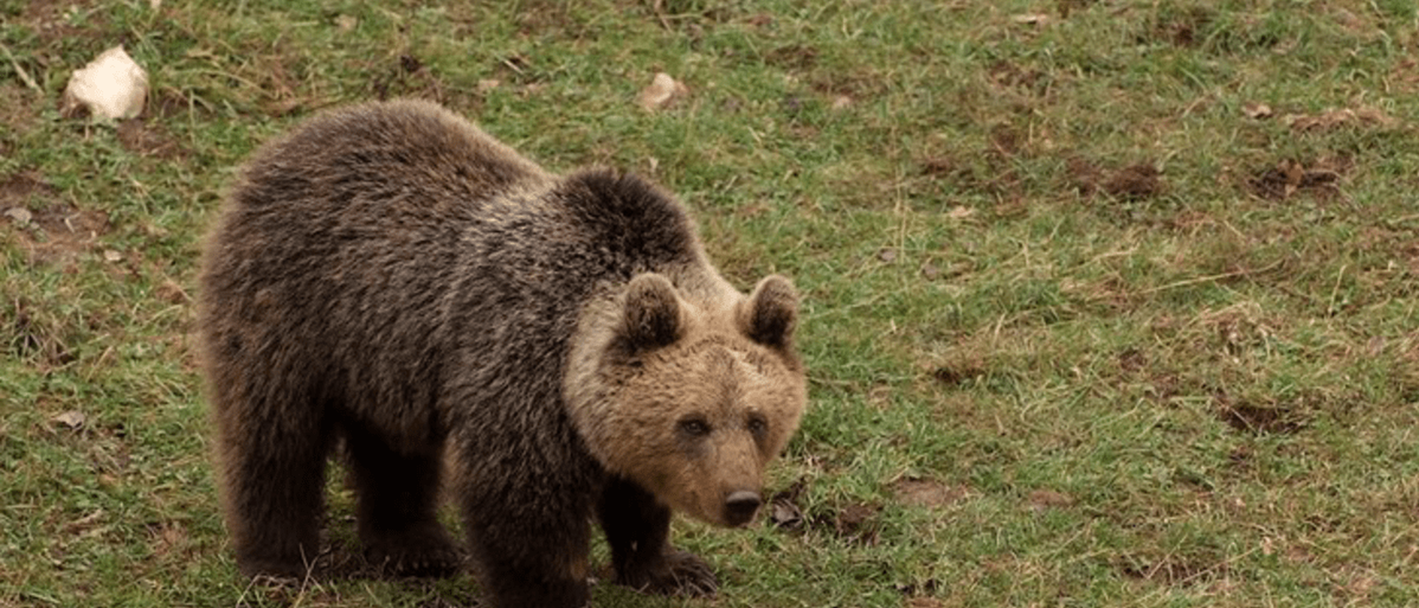Bear Encounters in Istria: Stay Safe with Local Advice
