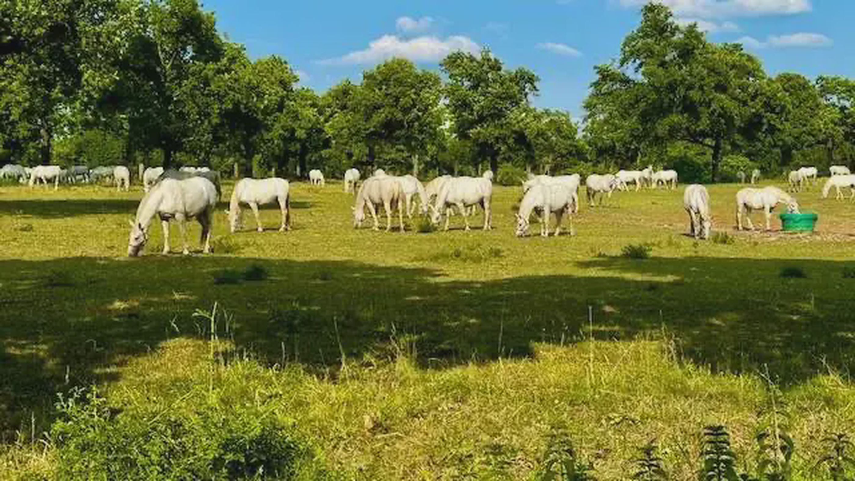 From Lipica to Home: A Story of Equine Welfare and True Connection