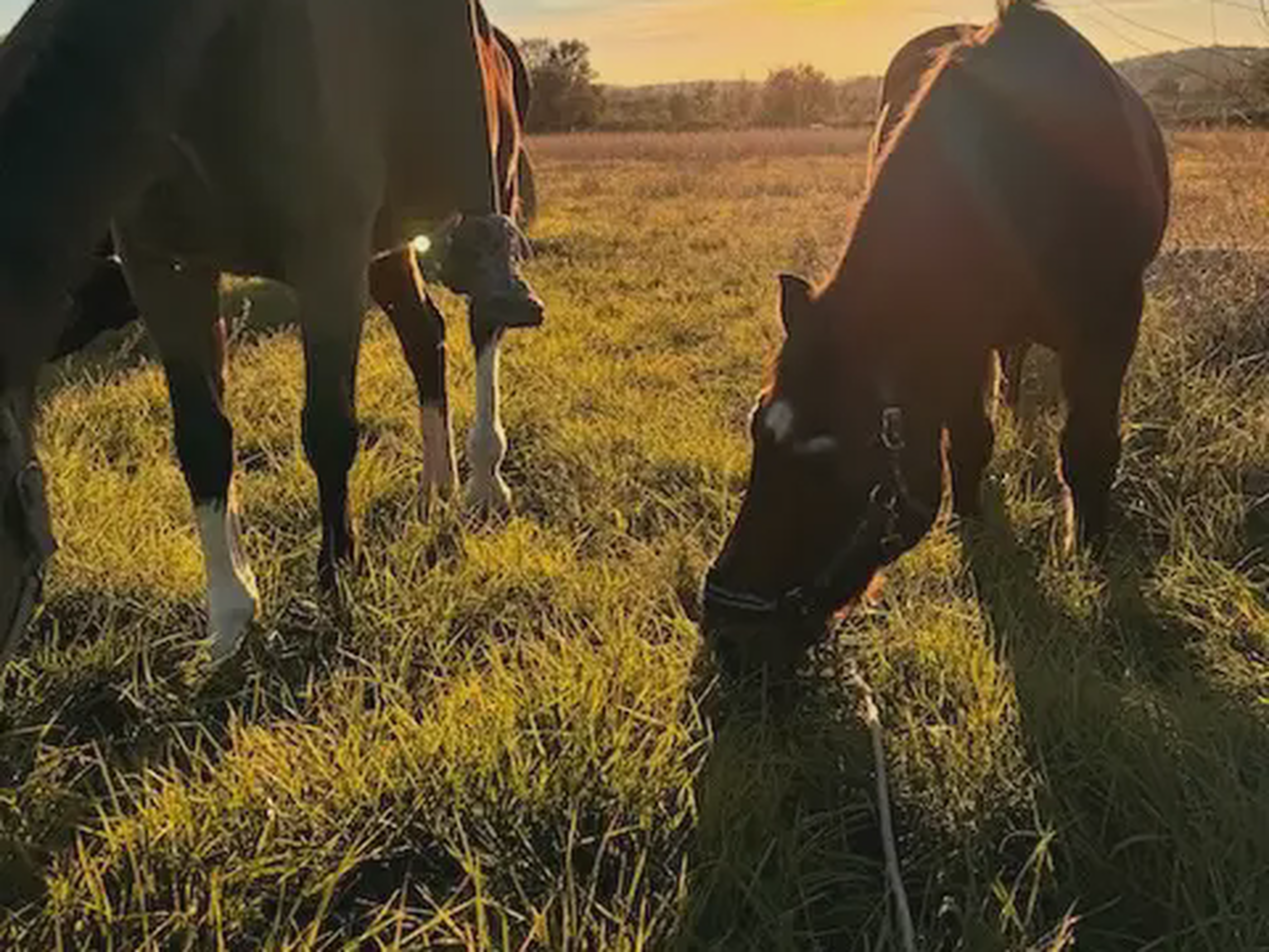 Peaceful grazing moments with our horses, who love the calm presence of their caretakers