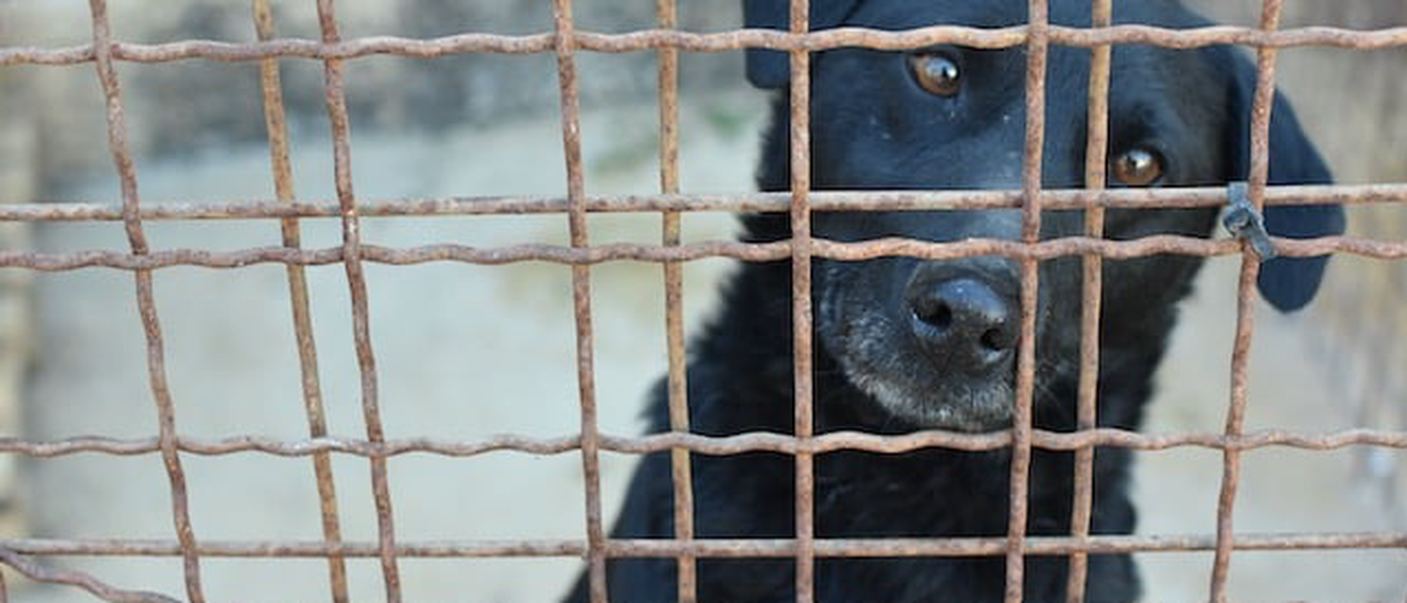 Snoopy Shelter Pula: A Lifeline for Dogs