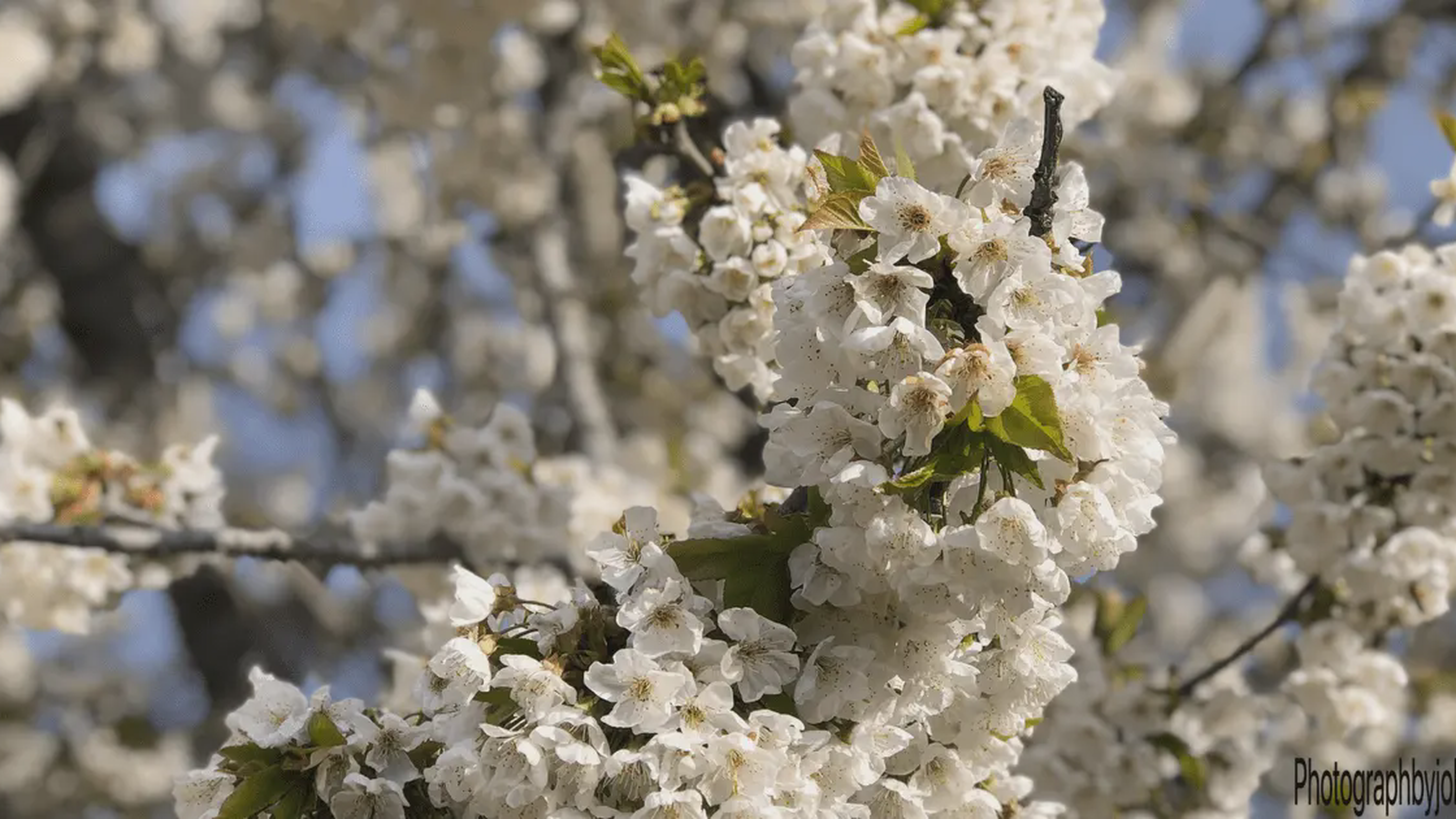 Close-up of cherry blossoms against stone house in Istria